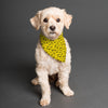 Have a Nice Day Dog Scarf