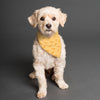 Orangsicle T-rex Dog Scarf